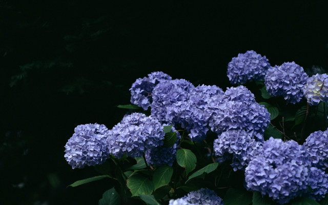 Purple flowers green leaves black free wallpaper - medium preview image