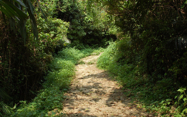 Dirt path forest trees bushes free wallpaper - medium preview image