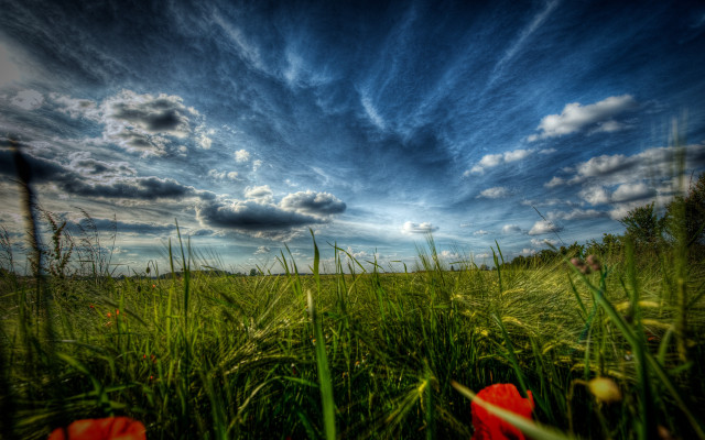 Field flower sky clouds city free wallpaper - medium preview image