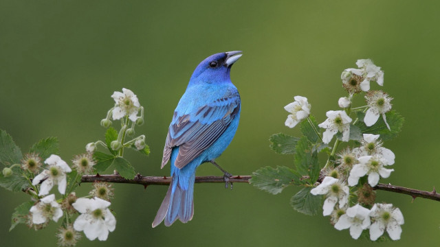 Blue bird branch white flowers free wallpaper - medium preview image
