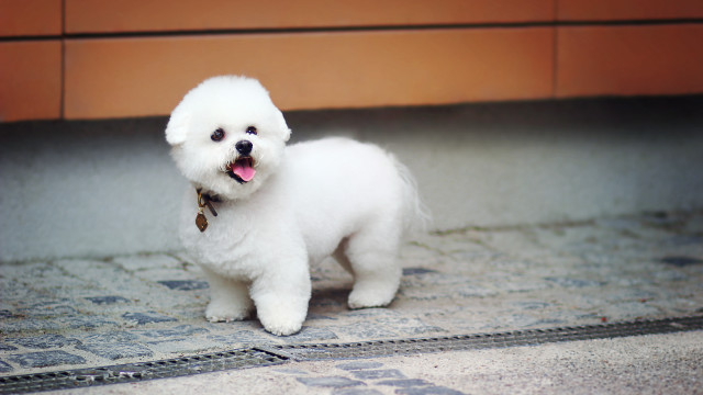 Small white dog tilt shift free wallpaper - medium preview image