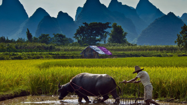 Man plowing field buffalo purple free wallpaper - medium preview image