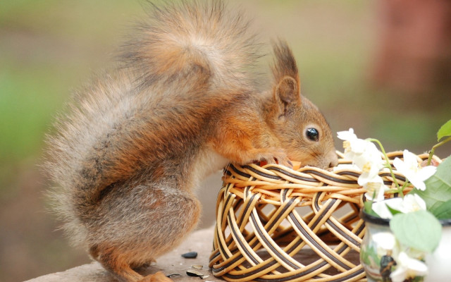 Squirrel eating food outdoor flower free wallpaper - medium preview image