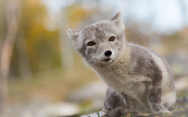Gray white fox grass trees free wallpaper - medium preview image