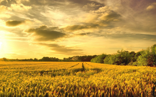 Wheat field cloudy sunset trees free wallpaper - medium preview image