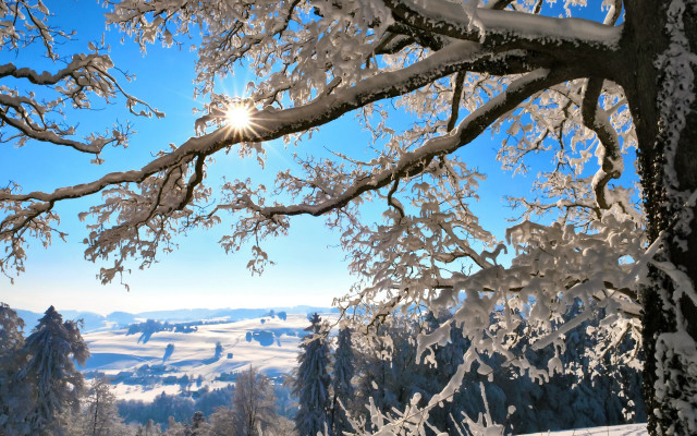 Snowy landscape trees bright sun #5 free wallpaper - medium preview image