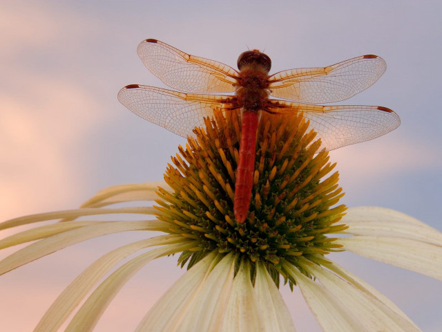 Dragonfly flower sky macro ecological free wallpaper - medium preview image