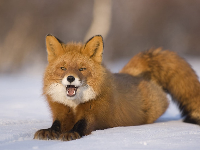 Red fox sitting snow yawning free wallpaper - medium preview image