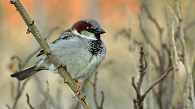 Bird branch leaves blurry background #3 free wallpaper - medium preview image