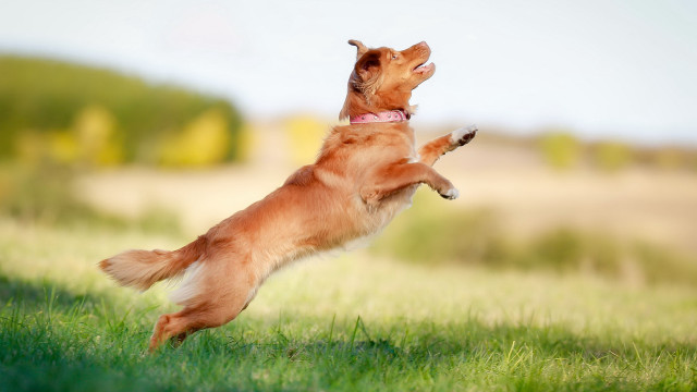 Dog jumping frisbee field trees free wallpaper - medium preview image