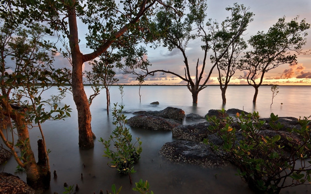 Tree water rocks sunset autumn free wallpaper - medium preview image