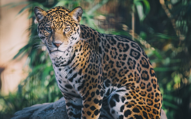 Leopard rock forest blurry animal free wallpaper - medium preview image