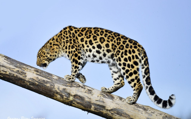 Leopard tree branch blue sky free wallpaper - medium preview image
