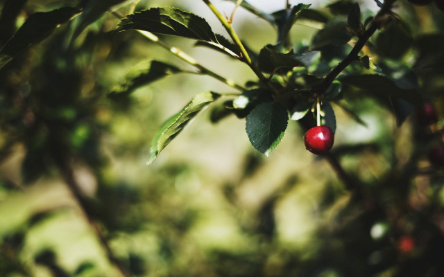 Berry branch leaves blurry background free wallpaper - medium preview image