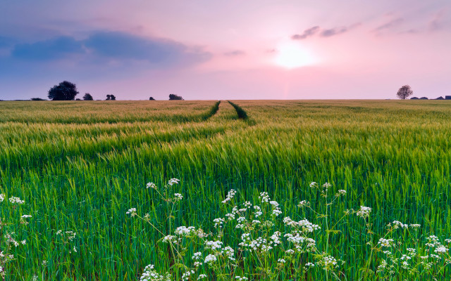 Sunset field dirt road clouds free wallpaper - medium preview image