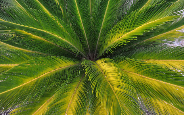 Palm leaf nature green outdoor free wallpaper - medium preview image