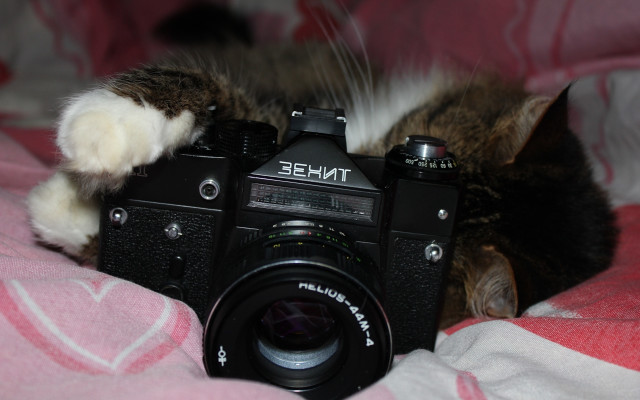 Cat bed camera blurry depth free wallpaper - medium preview image