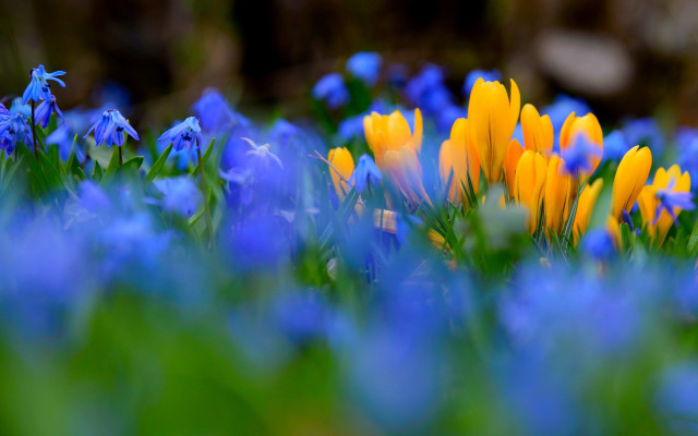 Blue yellow flower field butterfly free wallpaper - medium preview image
