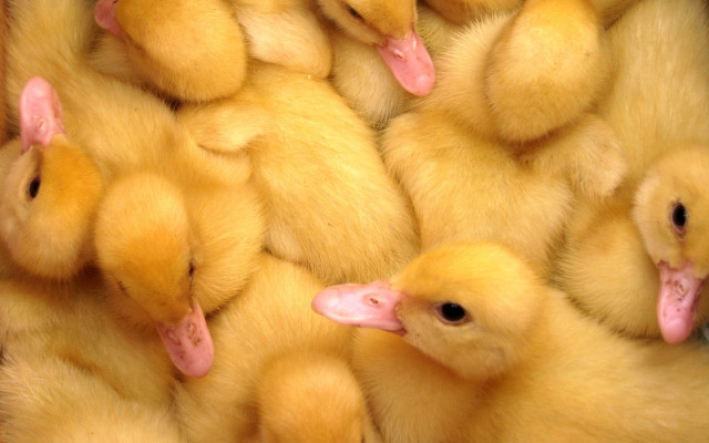 Yellow ducks pile surrealism animal free wallpaper - medium preview image