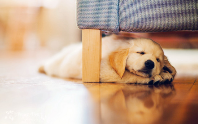 Shiba inu dog under chair free wallpaper - medium preview image
