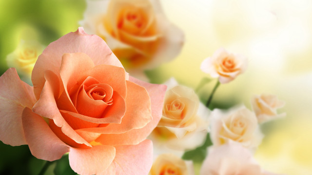 Pink rose blurry background flower free wallpaper - medium preview image
