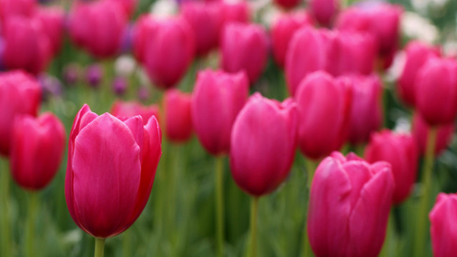 Pink tulips blurry background bokeh #2 free wallpaper - medium preview image