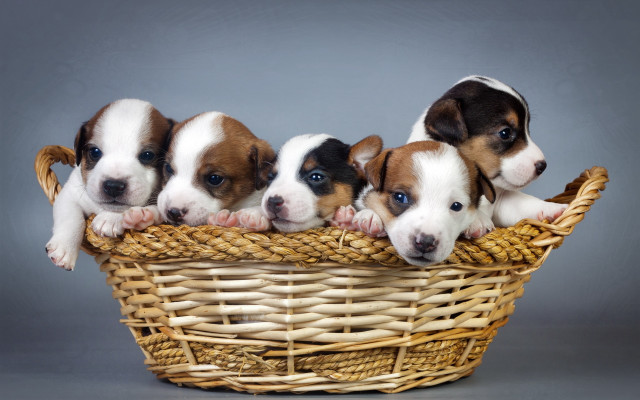 Puppies basket gray background cute free wallpaper for desktop - medium preview image