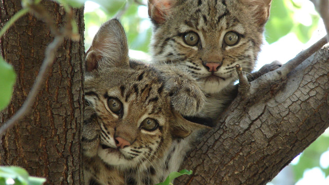 Two small cats sitting tree free wallpaper - medium preview image