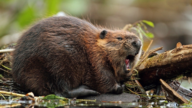 Beaver yawning log water woodcut free wallpaper - medium preview image