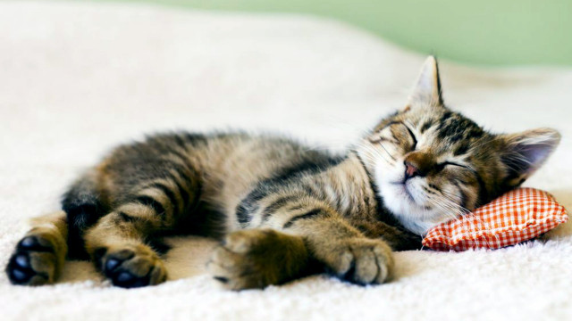 Kitten sleeping pillow blurry photorealistic free wallpaper - medium preview image
