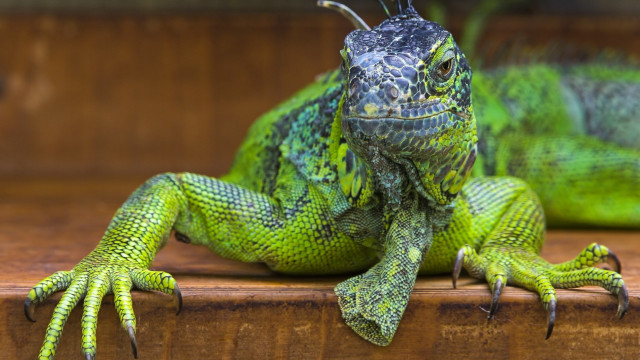 Green lizard wooden table realistic free wallpaper - medium preview image
