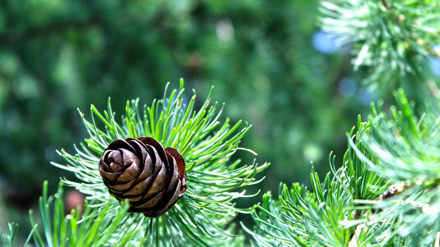 Pine cone pine branch green free wallpaper - medium preview image