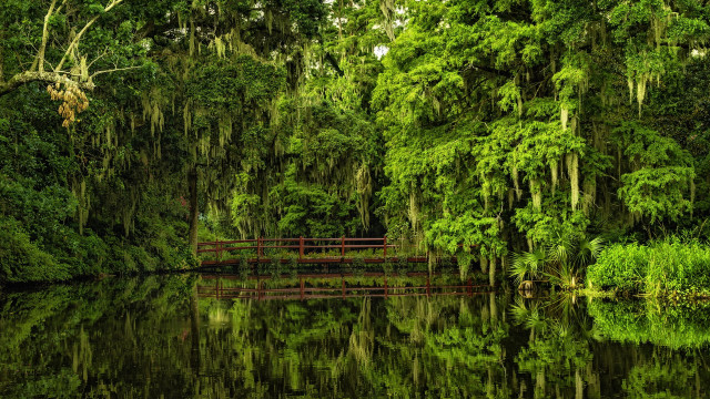Enchanted forest bridge nature matte free wallpaper - medium preview image