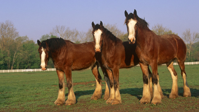 Three horses field trees fence free wallpaper - medium preview image