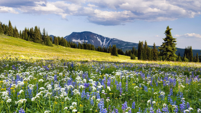 Wildflower mountain sky trees field free wallpaper - medium preview image