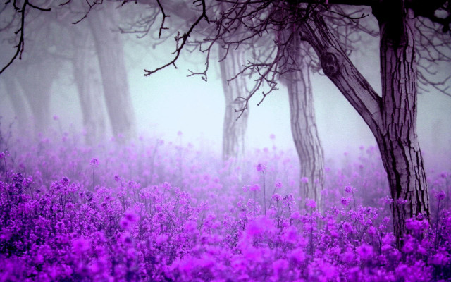 Purple flowers foggy woods cherry free wallpaper - medium preview image