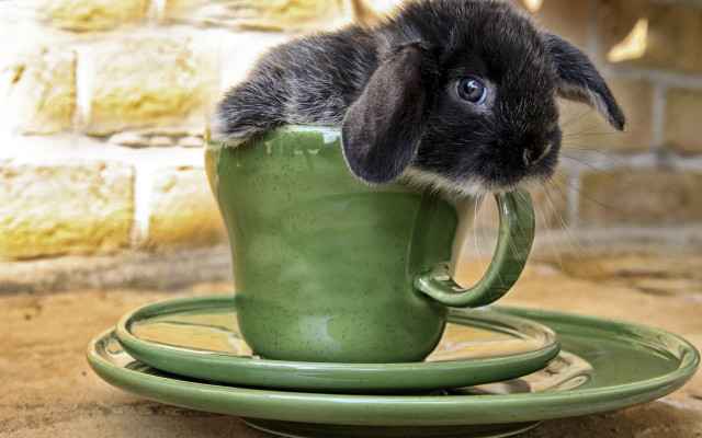 Rabbit in cup saucer brickwall free wallpaper - medium preview image