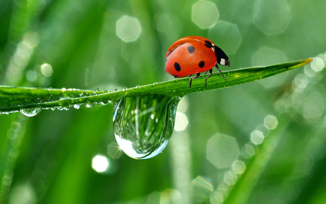 Ladybug green leaf water droplets #3 free wallpaper - medium preview image