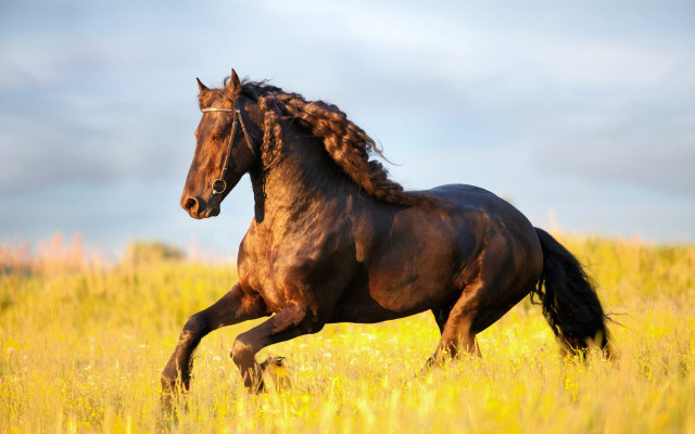 Horse running autumn fire sky free wallpaper - medium preview image