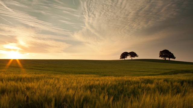 Field trees sunset clouds ocean #2 free wallpaper - medium preview image