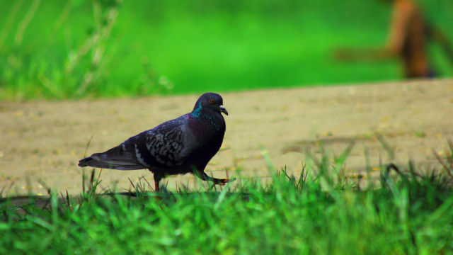 Bird squirrel grass feeder shallow free wallpaper - medium preview image
