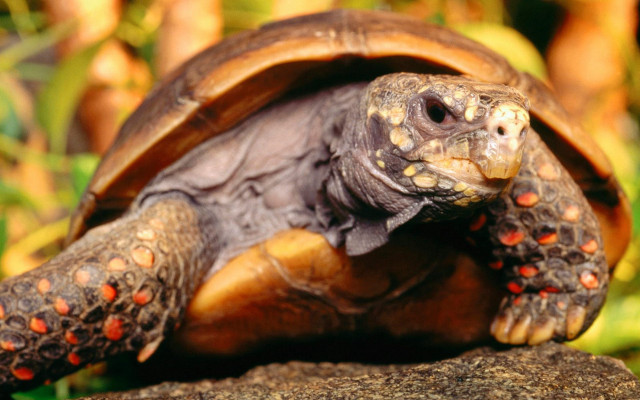 Turtle rock grass smile photorealistic free wallpaper - medium preview image