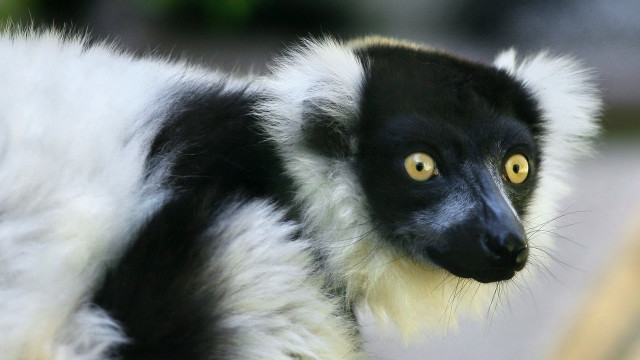 Monkey yellow eyes blurry tree free wallpaper for desktop - medium preview image