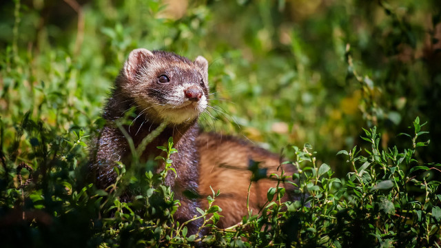 Small animal grass smile nose free wallpaper - medium preview image
