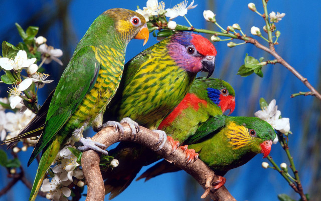 Colorful birds branch white flowers #2 free wallpaper - medium preview image