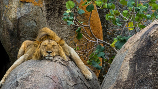 Lion rock tree wall plant free wallpaper - medium preview image