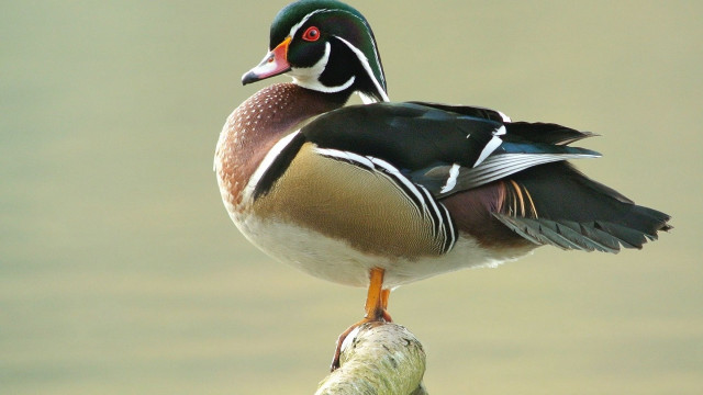 Duck perched branch water green free wallpaper - medium preview image