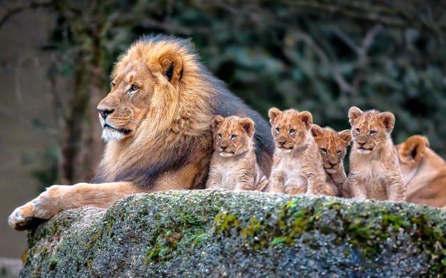 Lion cubs rock wildlife photography free wallpaper - medium preview image