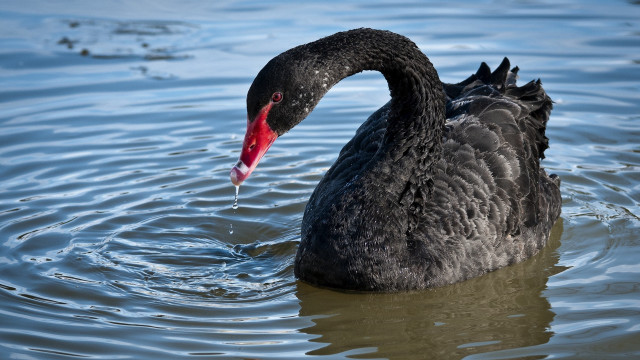 Black swan red beak lake free wallpaper - medium preview image