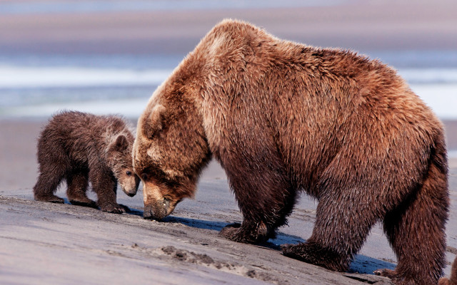 Mother bear cub beach wildlife free wallpaper - medium preview image